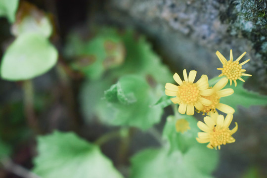 小雏菊