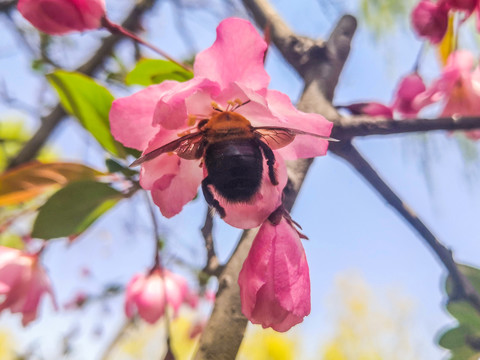 垂丝海棠与木蜂
