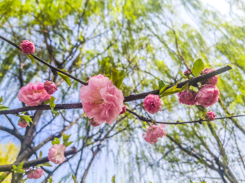 重瓣榆叶梅