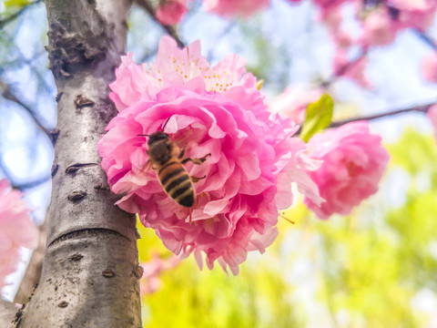 蜜蜂与榆叶梅