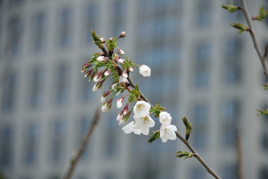 粉色樱花