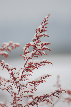 春雪