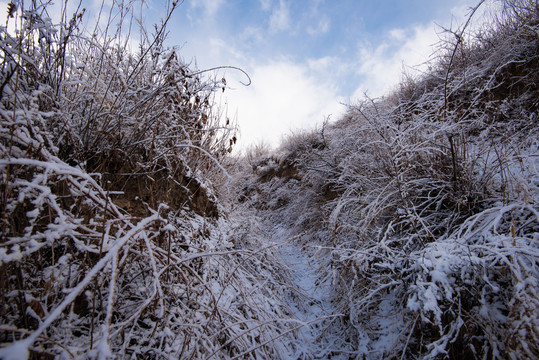 春雪