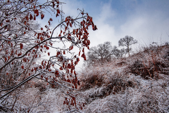 春雪