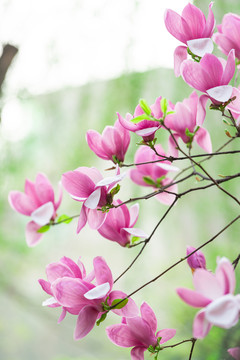 玉兰花