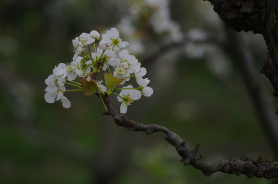 梨花