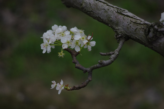 梨花