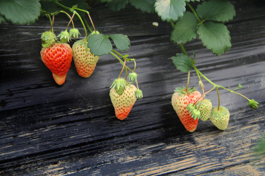 大棚草莓