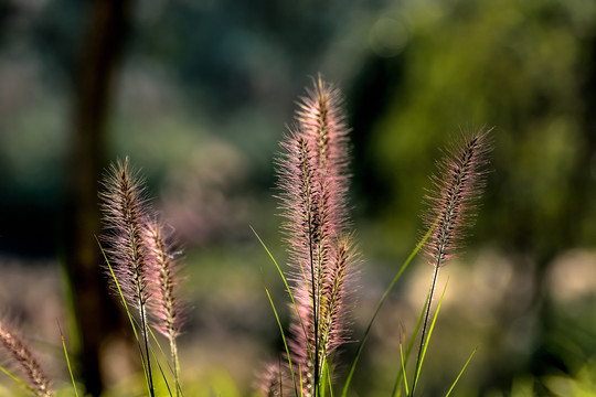 狼尾草