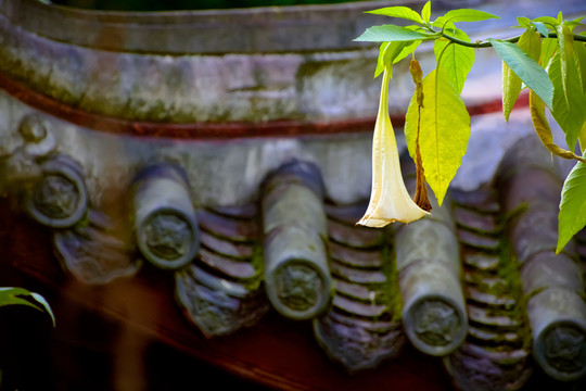 屋檐旁的花