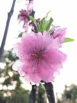 桃花