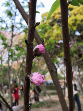 桃花