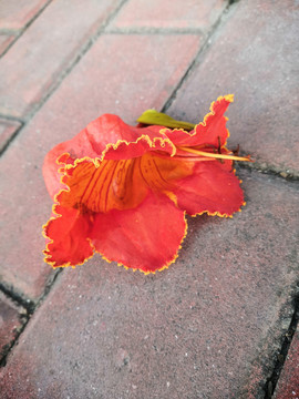 火焰花