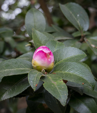 山茶花花蕾