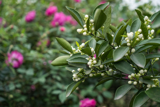 柑橘花