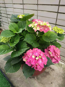绣球花