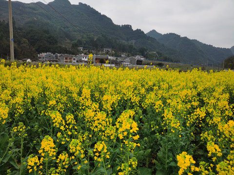 油菜花田