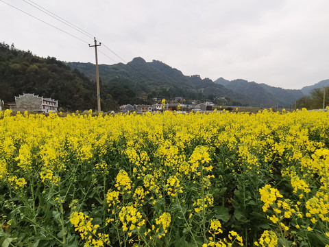 油菜花田