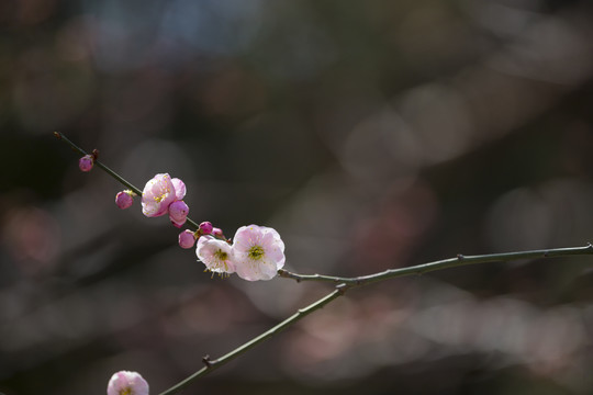 梅花