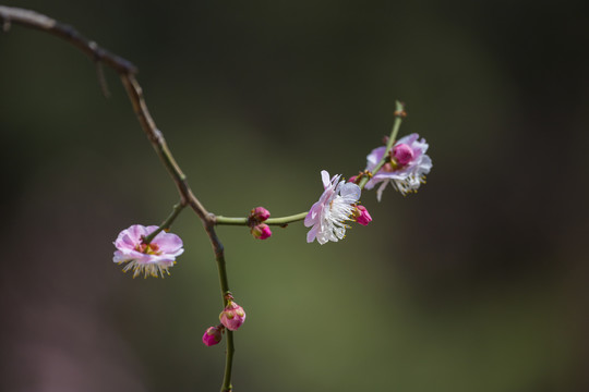 梅花