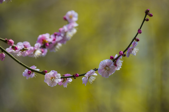 梅花