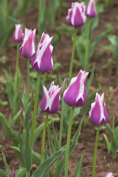 美丽郁金香花蕾