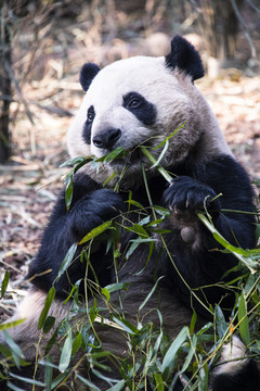 憨态可掬的大熊猫