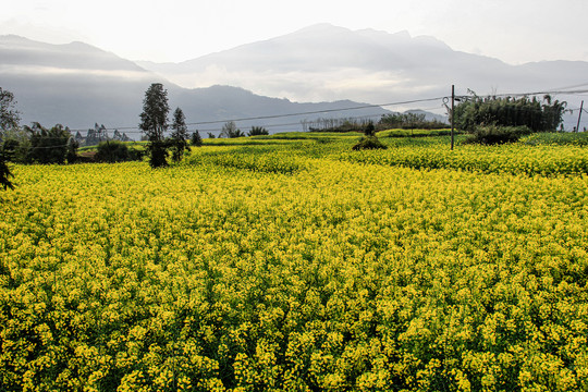 山间田野里的油菜花