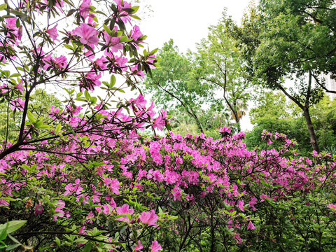 杜鹃花