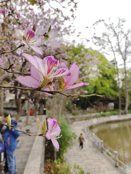 紫荆花