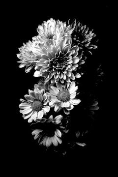 黑白花卉静物素材