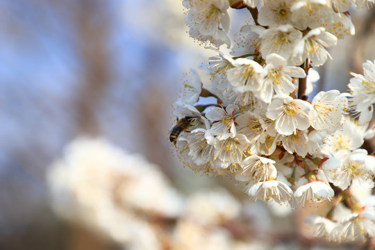 樱桃花