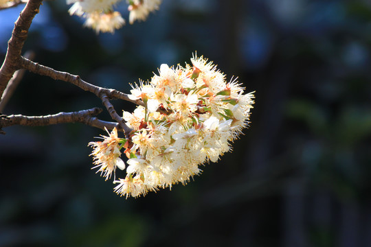 樱桃花