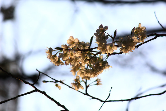 樱桃花