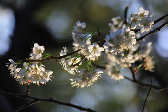 樱桃花