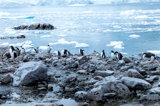 南极海边的企鹅群