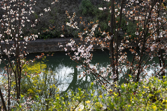 滇池湿地