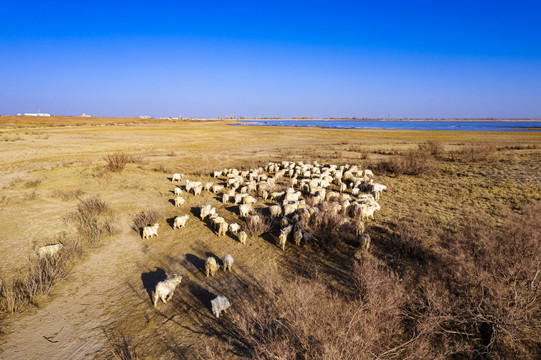 冬季湿地羊群