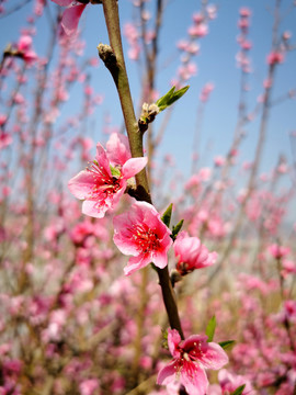 桃花满枝