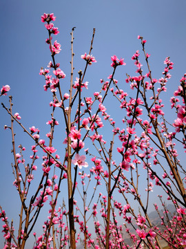 桃花满枝