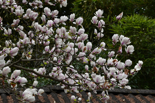 玉兰花枝