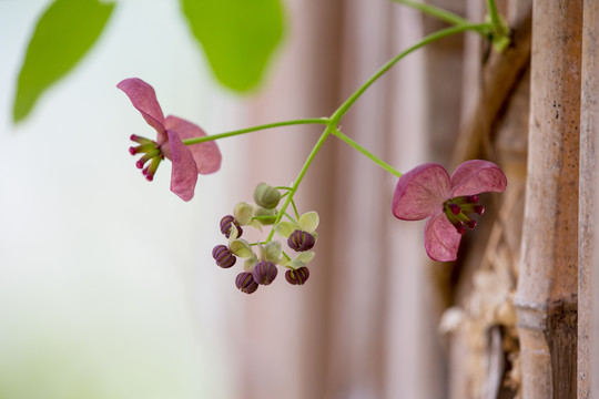 木通花