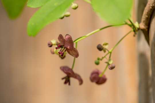 木通花