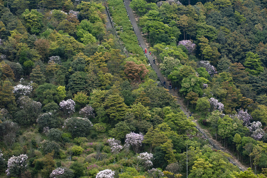 登山台阶