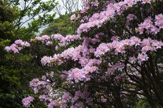 花之谷