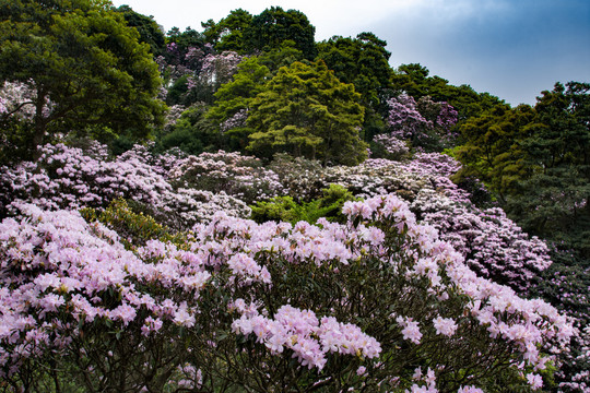 万花屏