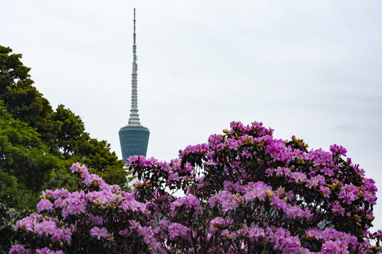 山花烂漫