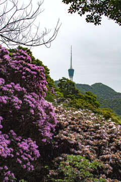 山花烂漫