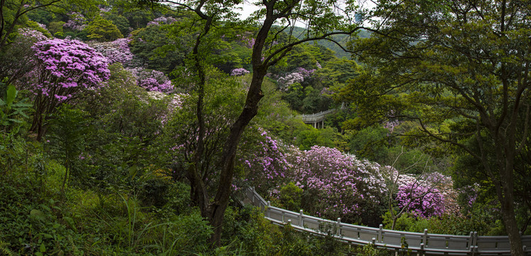 赏花桥