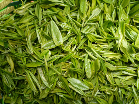 鲜茶叶